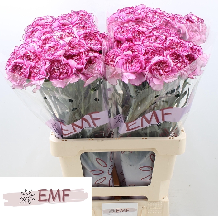 <h4>DI ST ROYAL DAMASCUS EMF</h4>