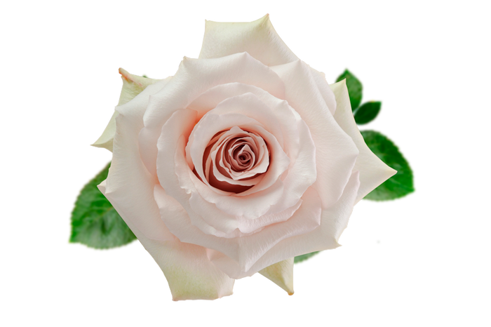 <h4>R GR QUICKSAND Naranjo</h4>