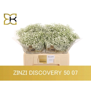 GYPS PA ZI DISCOVERY