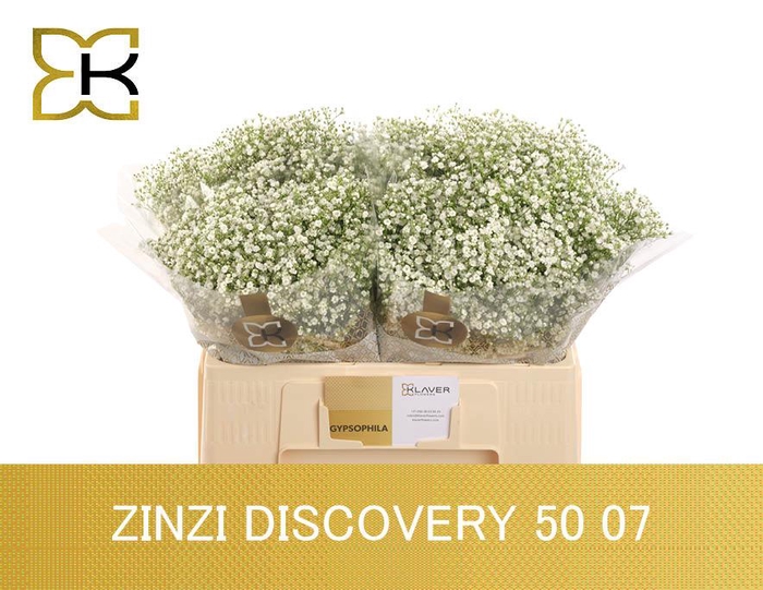 <h4>GYPS PA ZI DISCOVERY</h4>