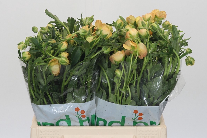 Ranunculus Magical Caramel