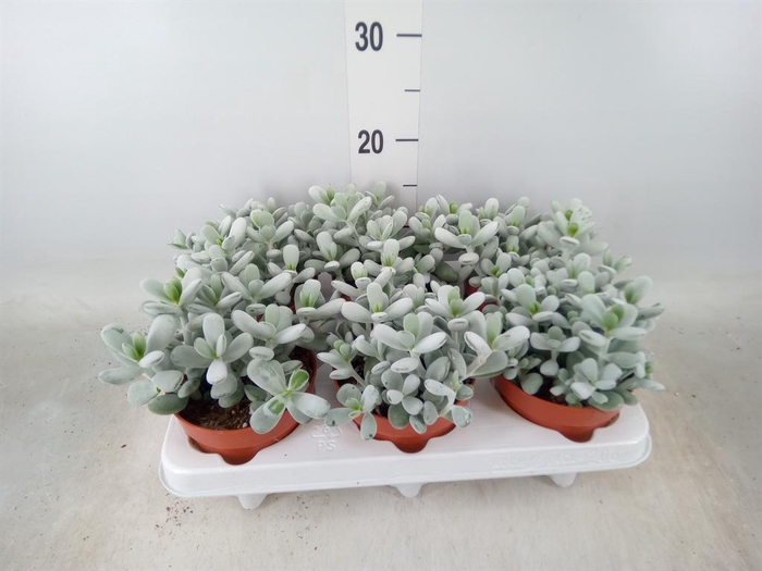<h4>Cotyledon  'Coral'</h4>
