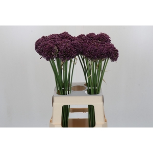 Allium Purple Mystery