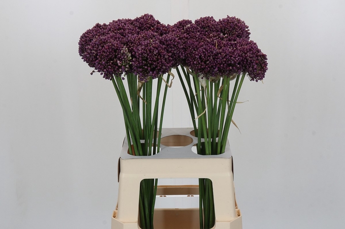 <h4>Allium Purple Mystery</h4>