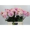 Dahlia Sweet Nathalie