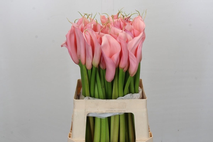 Zantedeschia Eydolls Pink