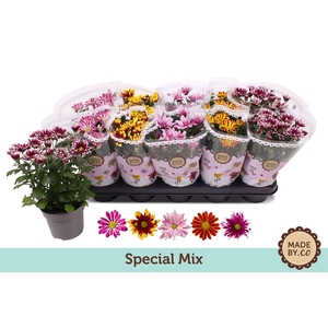 Chrys Gemengd Special