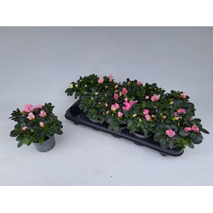 RHODO SI GEM 5 SRT