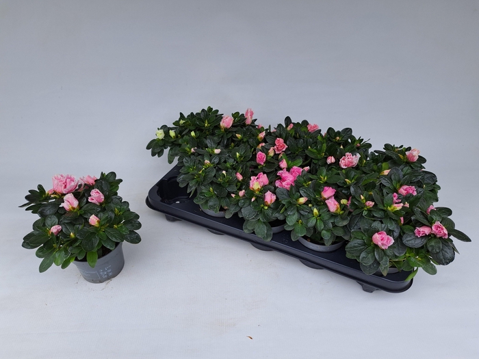 <h4>RHODO SI GEM 5 SRT</h4>
