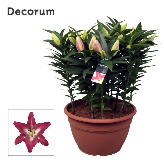 <h4>Lilium Or Entertainer XL 15pp</h4>