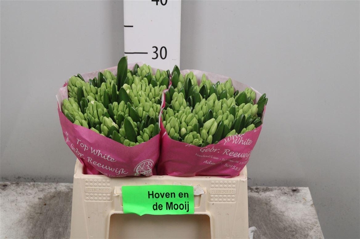 <h4>Hyac Top White</h4>