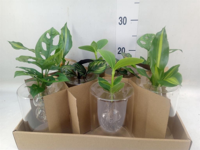 <h4>Planten  ..mix</h4>