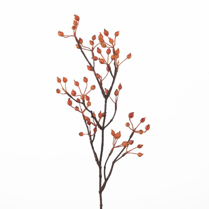 <h4>AF Rosehip Corallo Sp L61cm Or</h4>
