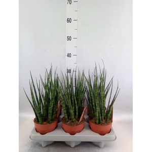 Sansevieria  'Fernwood'