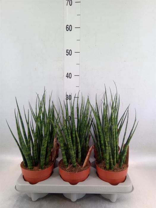 <h4>Sansevieria  'Fernwood'</h4>