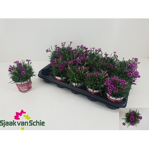 DIAN PICTURE PERFECT