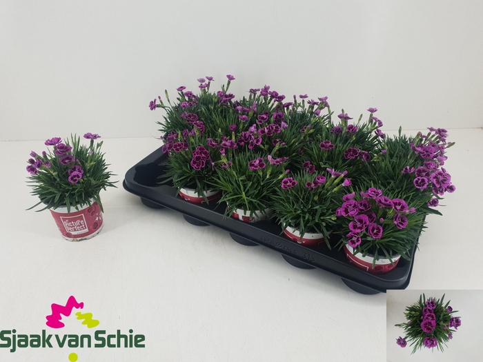 <h4>DIAN PICTURE PERFECT</h4>