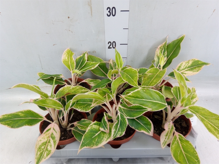 <h4>Aglaonema   ...</h4>