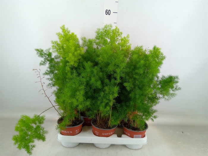 <h4>Asparagus umbellatus</h4>