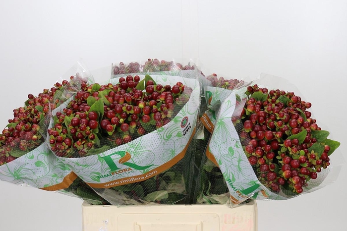 <h4>Hypericum Magical Seasons</h4>