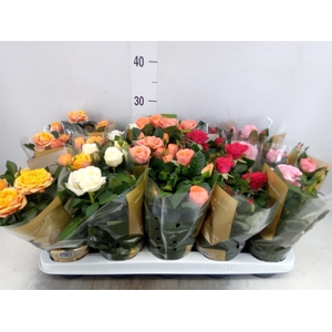 Rosa  'Kordana Grande'   ...mix
