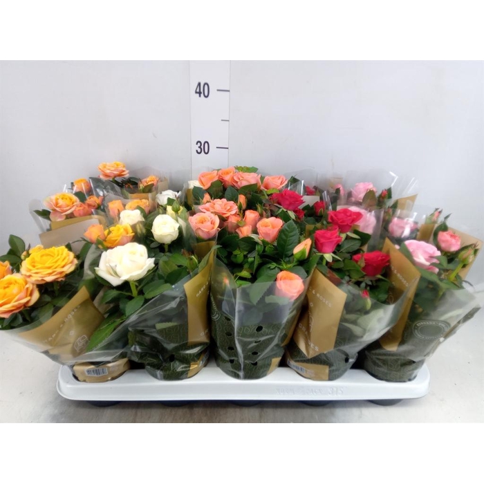 <h4>Rosa  'Kordana Grande'   ...mix</h4>