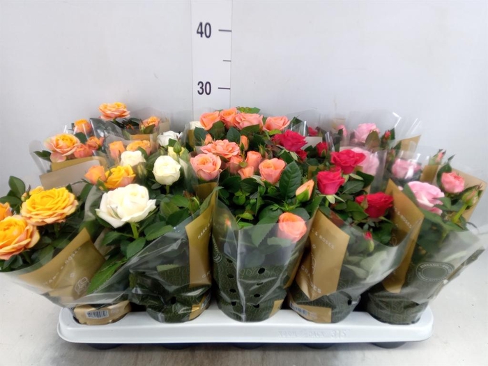 Rosa  'Kordana Grande'   ...mix