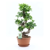 Ficus Ginseng