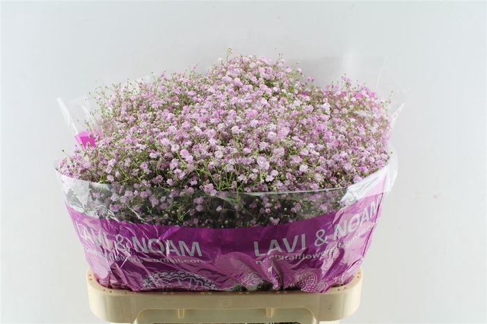 <h4>Gyps Pa My Pink</h4>