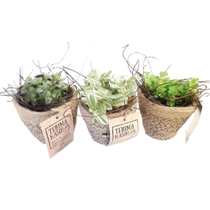 Arr.   Kamerplant Groen L%