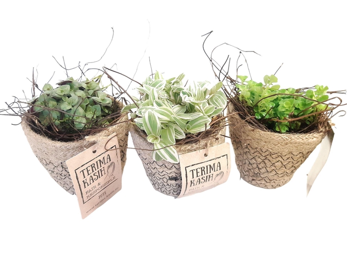 <h4>Arr.   Kamerplant Groen L%</h4>