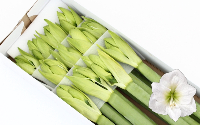 <h4>HIPP GA CASABLANCA</h4>