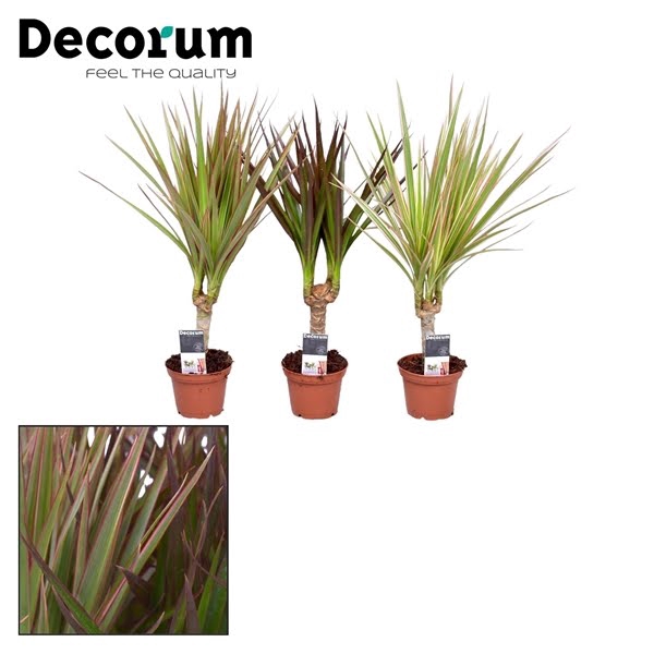 <h4>Dracaena gemengd op stam 7 cm (Decorum)</h4>