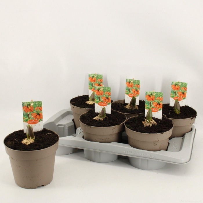 <h4>FRIT IMP AURORA</h4>