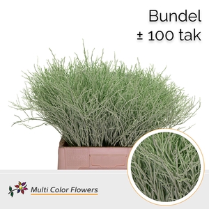 Heidelbeer (Bundel) Mint