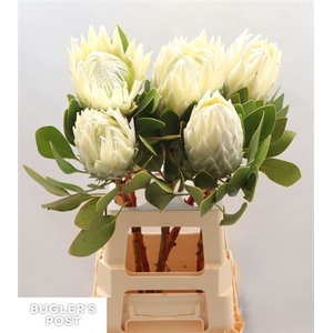 Protea Cy Ayoba Arctic Ice