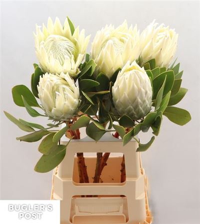 <h4>Protea Cy Ayoba Arctic Ice</h4>