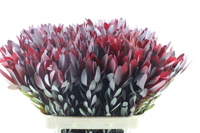 <h4>Leucad Saf Sunset Ex</h4>