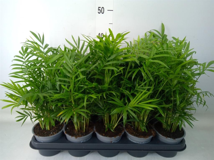 <h4>Chamaedorea elegans</h4>
