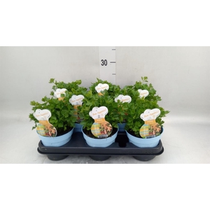 Apium graveolens