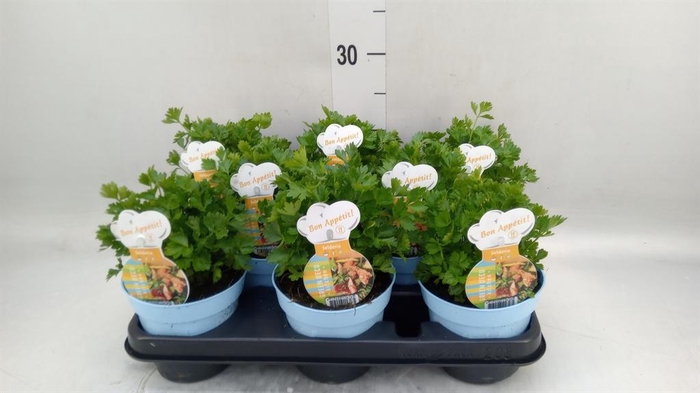<h4>Apium graveolens</h4>