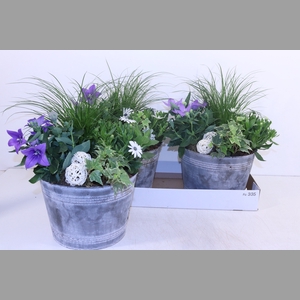ARR TUINPLANTEN
