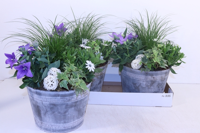 <h4>ARR TUINPLANTEN</h4>