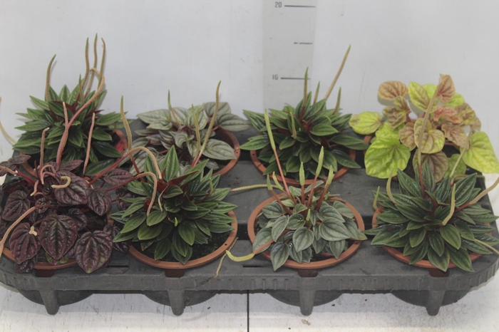 <h4>PEPEROMIA MINI C13 VARIADO</h4>
