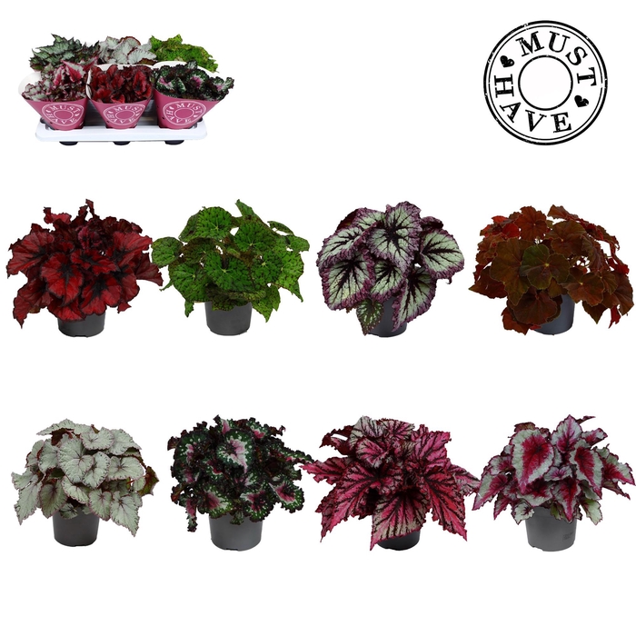 <h4>Bladbegonia Rex gemengd MUST HAVE</h4>