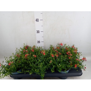 Diascia  'Miracle Orange'