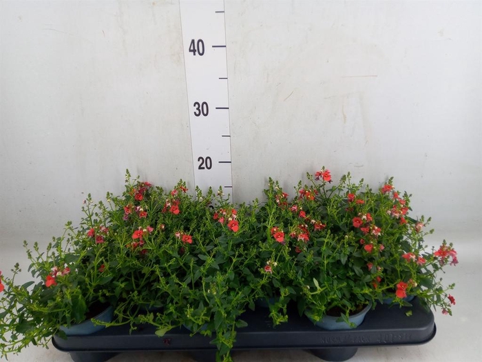 <h4>Diascia  'Miracle Orange'</h4>