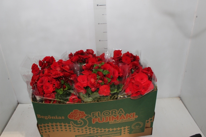 <h4>BEGONIA BALADIN P15</h4>