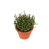 Thymus vulgaris