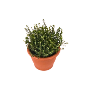 Thymus vulgaris